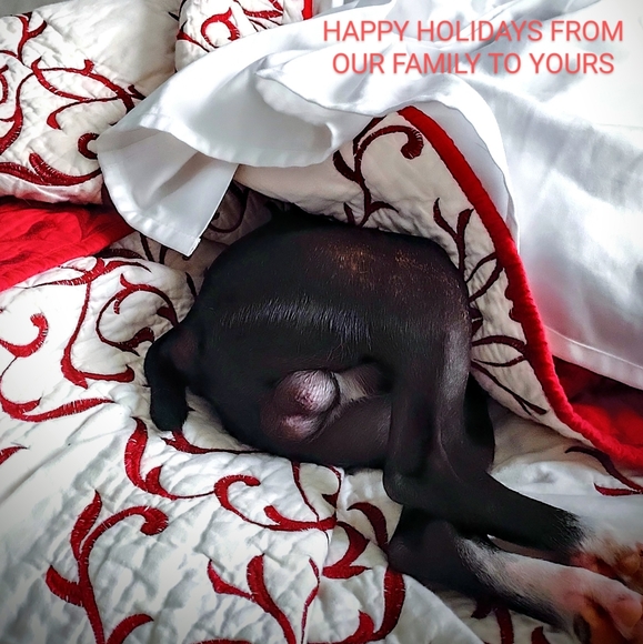 Prince Rogan Harris - Picture 7 of 7